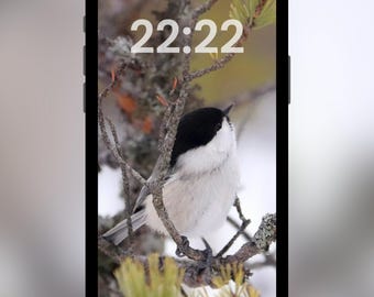 Cute Lovely Bird iPhone Wallpaper | Nature Photography for IOS ...