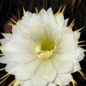 The“Queen of the Night” MOON Flower clippings.