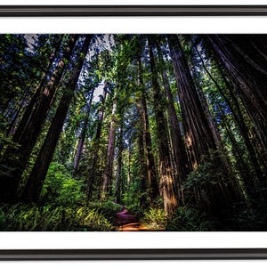 Redwood Forest Photography, Matte Horizontal Print, Nature Trail Serenity Decor, California Redwoods Wall Art, Outdoors Adventure Poster