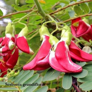Bio Sesbania grandiflora, Agati, Scarlet Wistaria Baum, Petai Belalang, Red Wisteria, Agathi, Sesban, Kolibri, Getih Samen