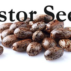 May include: A collection of castor seeds, displaying a distinctive mottled brown and tan coloration. The seeds are grouped together against a white backdrop. The words "Castor Seeds" are written in large, bold, black letters above the seeds.