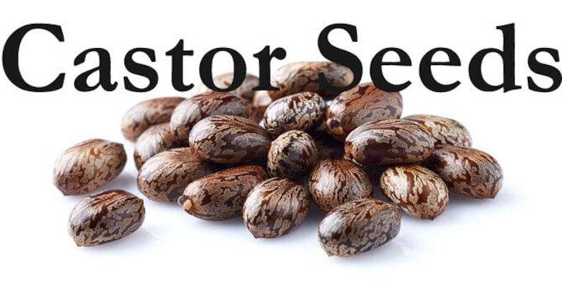 May include: A collection of castor seeds, displaying a distinctive mottled brown and tan coloration. The seeds are grouped together against a white backdrop. The words "Castor Seeds" are written in large, bold, black letters above the seeds.