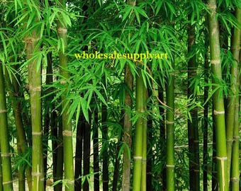 巨大なドラゴン竹の種子植物 Dendrocalamus sinicus - 50個入り竹の
