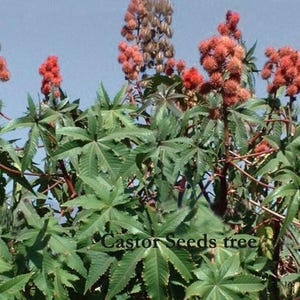 May include: Image of a castor seeds tree, featuring large, green, star-shaped leaves and clusters of red seed pods. The text "Castor Seeds tree" is visible at the bottom. The background is a clear blue sky.