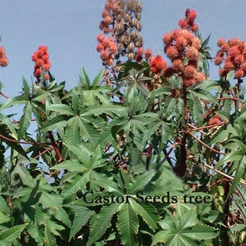 May include: Image of a castor seeds tree, featuring large, green, star-shaped leaves and clusters of red seed pods. The text "Castor Seeds tree" is visible at the bottom. The background is a clear blue sky.