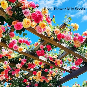 May include: A wooden pergola adorned with a profusion of colourful roses. The roses display hues of pink, yellow, and orange, complemented by green foliage. The text "Rose Flower Mix Seeds" is visible against a blue sky.