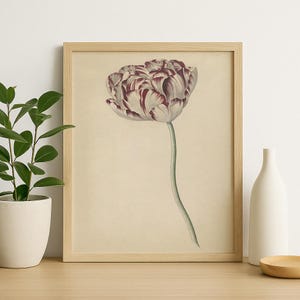Vintage Striped Tulip Print, Dutch Illustration Digital Download, Classic Floral Wall Art for Elegant, Rustic, or Vintage Interiors #54