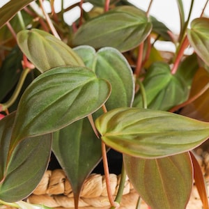 philodendron red brown 4" Philodendron Sun Red