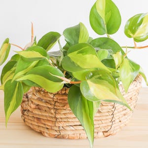 Brazil Philodendron Live Houseplant | variegated heartleaf easy care vine indoor trailing beginner friendly air purifying bookshelf greenery