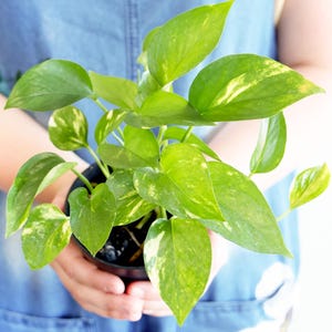 May include: A small potted plant with vibrant green and yellow leaves is held in front of a person wearing a denim jumpsuit and a yellow shirt. The plant's leaves have a speckled pattern. The pot is black.