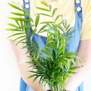 Parlor Palm Live Houseplant | easy care pet friendly air purifying low light indoor plant tropical palm plant low maintenance leafy