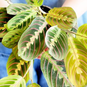 May include: A potted prayer plant with large, oval-shaped leaves. The leaves are a vibrant green with a pattern of red veins and lighter green and yellow accents. The plant is held against a blue denim background.