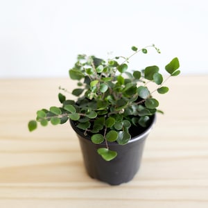 May include: A small houseplant in a black plastic pot. The plant has small, round, green leaves and thin stems. The pot sits on a light-colored wooden surface, with a white background.