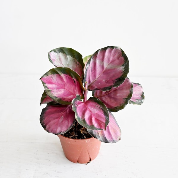 May include: A potted Calathea plant with large, vibrant leaves. The leaves display a striking pattern of pink, white, and green, creating a visually appealing contrast. The plant is in a small, terracotta-colored pot, set against a white background.