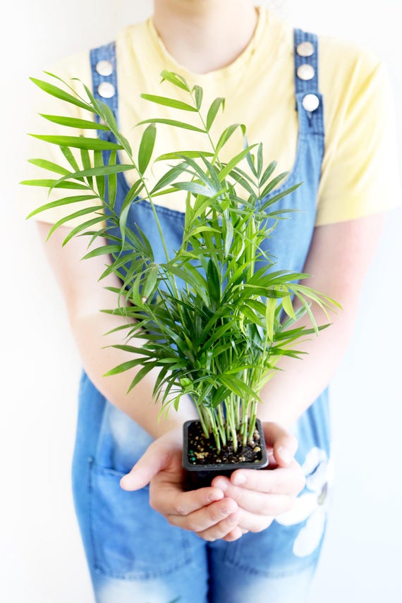Parlor Palm Live Houseplant: Easy Care, Pet-friendly, Air Purifying - Etsy