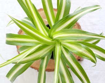 Spider Plant: Live Houseplant, Air Purifying, Pet Friendly