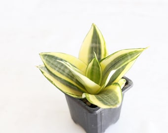 Golden Bird's Nest Snake Plant Live Houseplant | Air Purifying, Easy Care, Variegated Plant