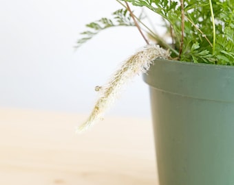 Rabbit's Foot Fern Live Houseplant: Pet-Friendly Air Purifier