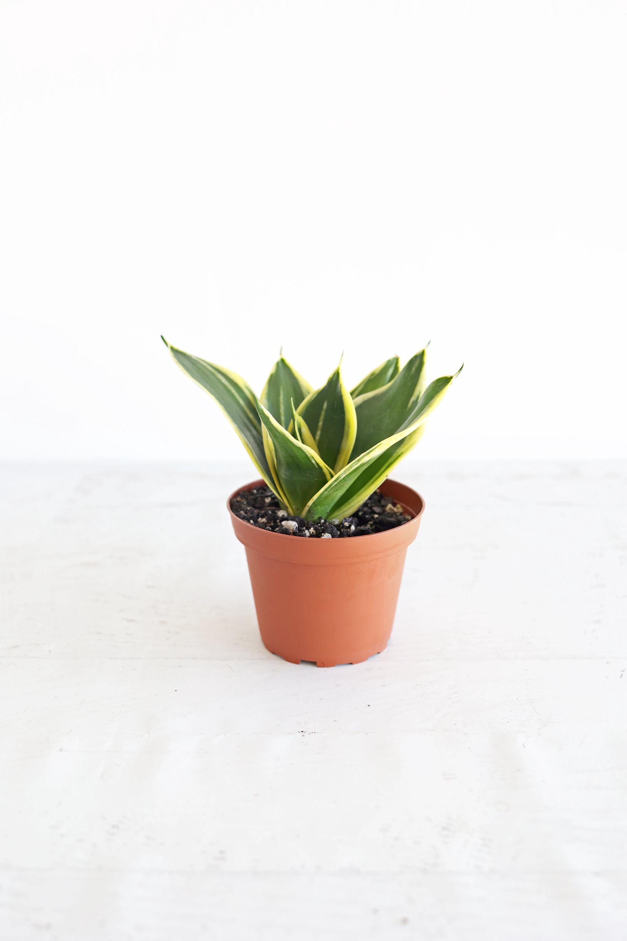prayer plant size Buy a Red Prayer Plant