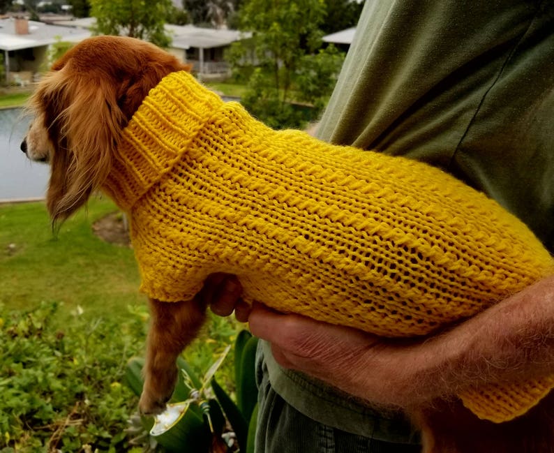 May include: A small, brown dog wearing a bright yellow knitted sweater. The dog is being held by a person, but only the person's hand is visible in the image.