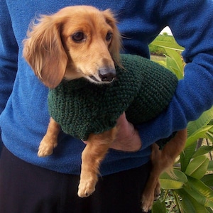 Può includere: Un bassotto marrone e fulvo con un maglione di lana verde. Il cane è tenuto da una persona che indossa un maglione blu.