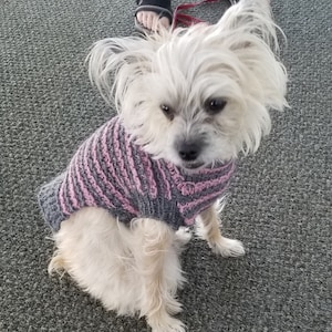 PDF Download Knit Pattern for Snazzy Stripes Dog Sweater - XS, S, M