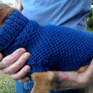 May include: A small brown dog wearing a blue knitted jumper. The dog is being held by a person's hands.