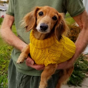 May include: A small, brown and tan dachshund wearing a yellow knitted sweater. The dog is being held by a person.