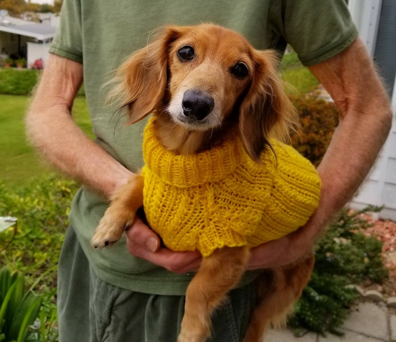 May include: A small, brown and tan dachshund wearing a yellow knitted sweater. The dog is being held by a person.