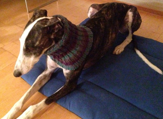 greyhound snood australia