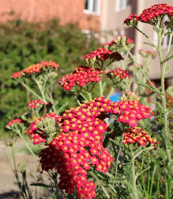 Paprika Yarrow (achillea Millefolium 'paprika')  Live Plant - Etsy