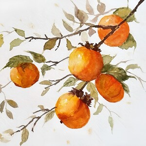 Persimmons In Watercolors