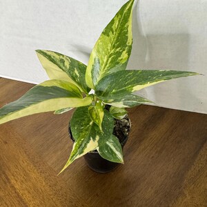 Anthurium Renaissance Yellow Variegated - Etsy