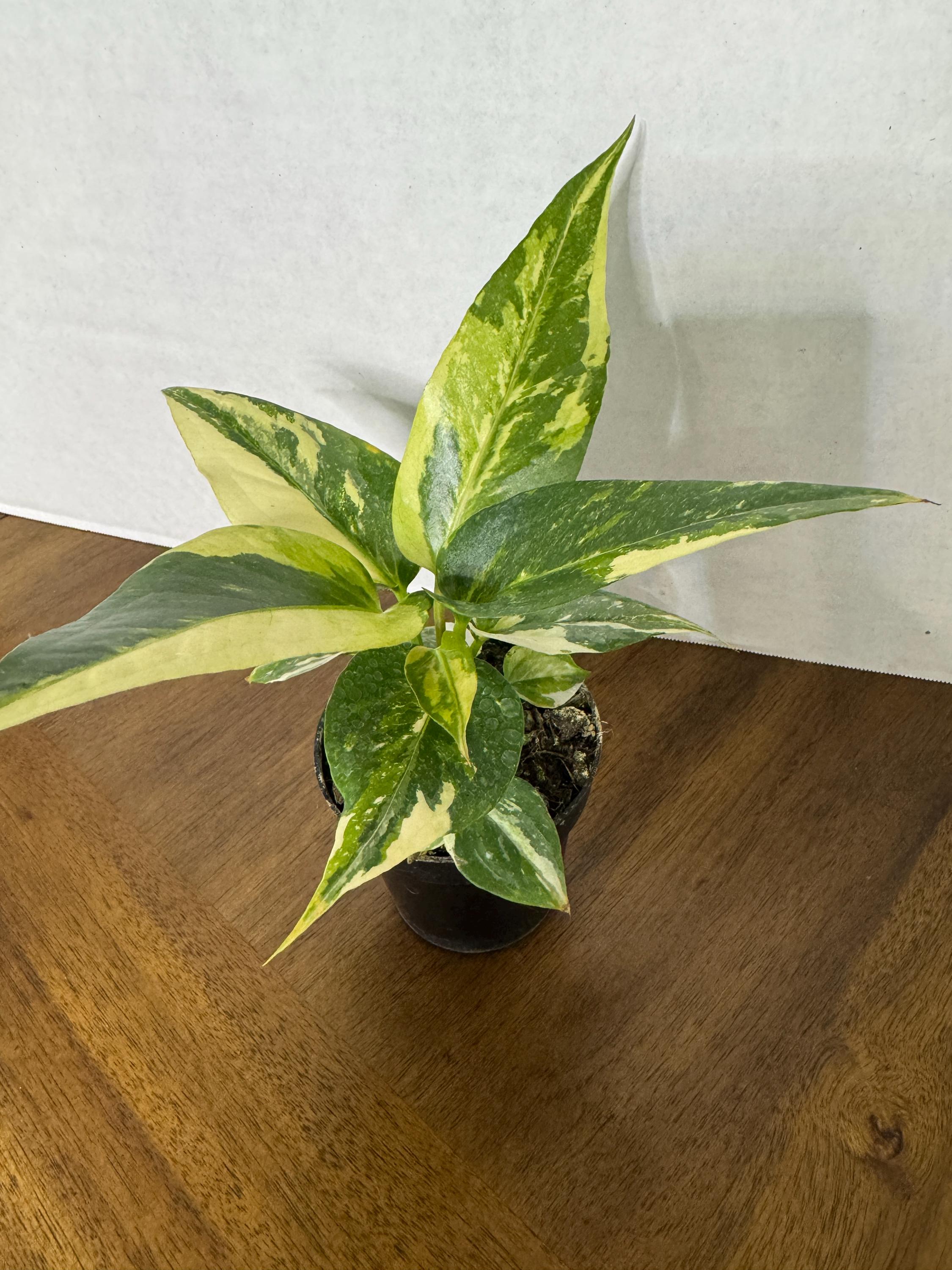 Anthurium Renaissance White yellow Var