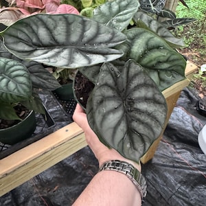 Alocasia Silver Dragon