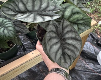 Alocasia Silver Dragon