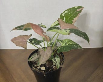 Syngonium Tricolor