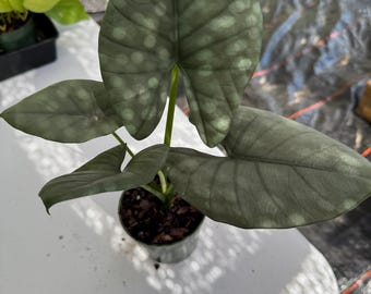 Alocasia Reginae