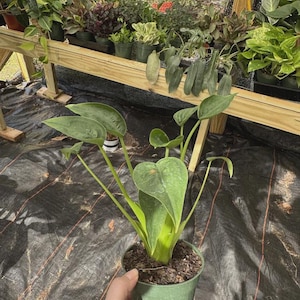 May include: A small green potted plant with large, heart-shaped leaves. The plant is held in a green pot, and other potted plants are visible in the background. The image is taken in a greenhouse setting.