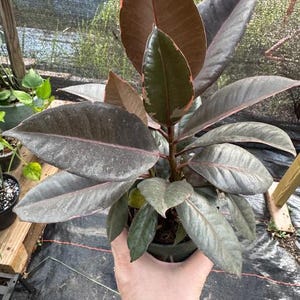 May include: A potted rubber plant with large, oval-shaped leaves. The leaves are a deep green with burgundy edges and a reddish-brown hue on the new growth. The plant is held in a dark green plastic pot, showcasing a vibrant houseplant.