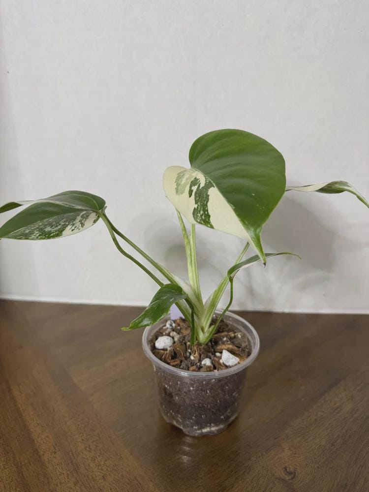 Monstera Albo (small form Borsigiana)
