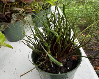 Alocasia Flying Squid
