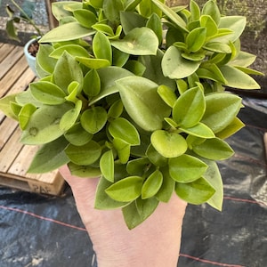 Peperomia Pixie Lime