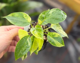 Philodendron Burle Marx Variegated