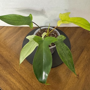 Philodendron Florida Ghost Mint