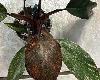 Philodendron Orange Princess Marble