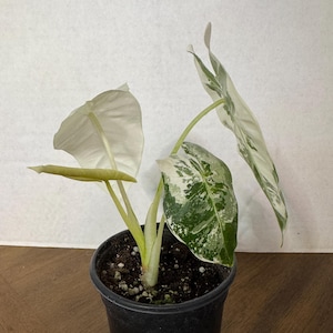 Alocasia Variegated Frydek