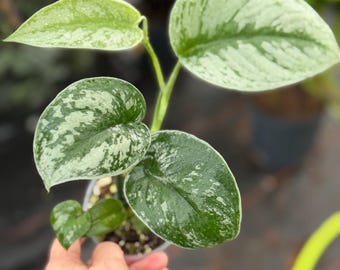 Scindapsus Exotica