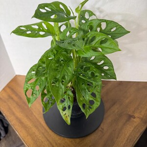 Monstera Adansonii (Swiss Cheese Plant)