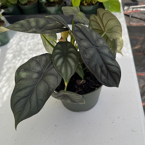 Alocasia Dragon Scale